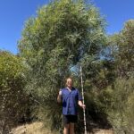 Man holding monitoring stick standing next to a very tall tree