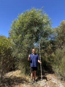 Man holding monitoring stick standing next to a very tall tree
