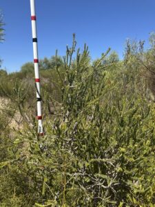 Tall Melaleuca with monitoring stick beside it
