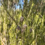 Close up of Melaleuca thyoides and its seed pods