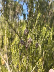 Close up of Melaleuca thyoides and its seed pods