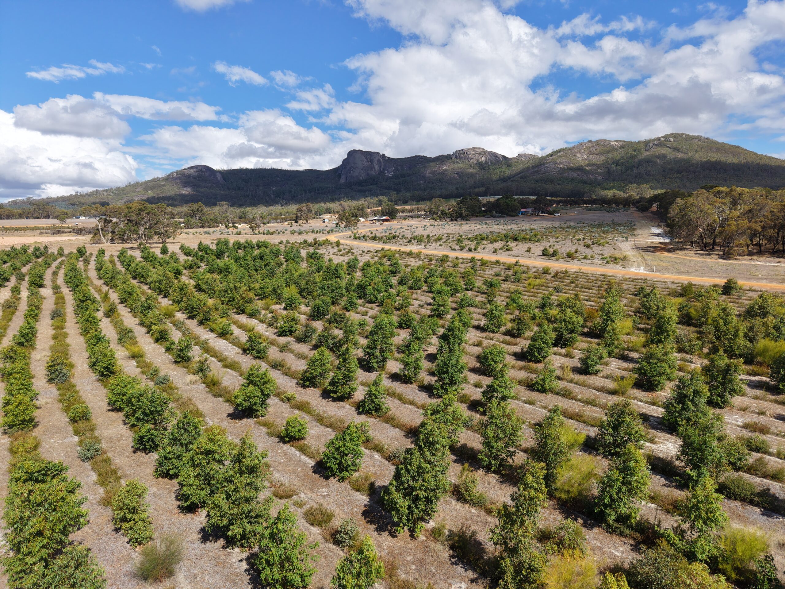 Aerial photograph of planting rows with ranges in the background