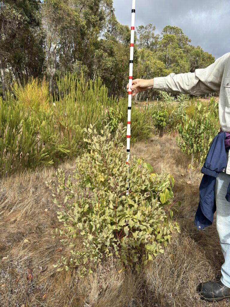 Man holding measuring stick with shrubs in the background