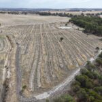 Aerial view of the planting rows surrounded by remnant bushland.