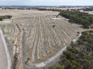 Aerial view of the planting rows surrounded by remnant bushland.