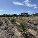 Trees in planting rows with remnant bushland in background.