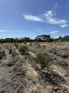 Trees in planting rows with remnant bushland in background.