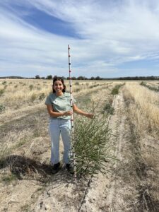 Woman holding a measuring stick and standing next to tall shrub.
