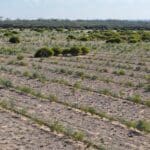 Drone image of trees in planting rows with remnant bushland in background