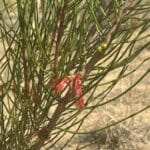 Close up image of shrub with red flower