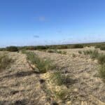 Trees in planting rows with remnant bushland in background