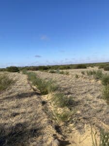 Trees in planting rows with remnant bushland in background