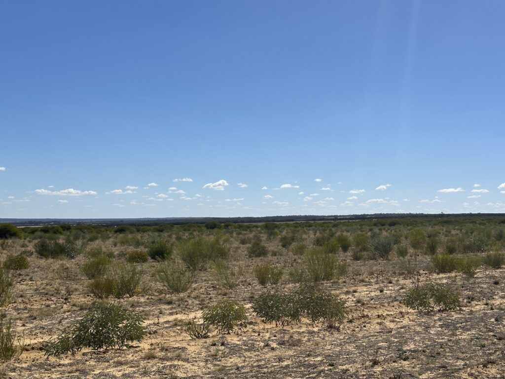 Photo of trees in planting rows 