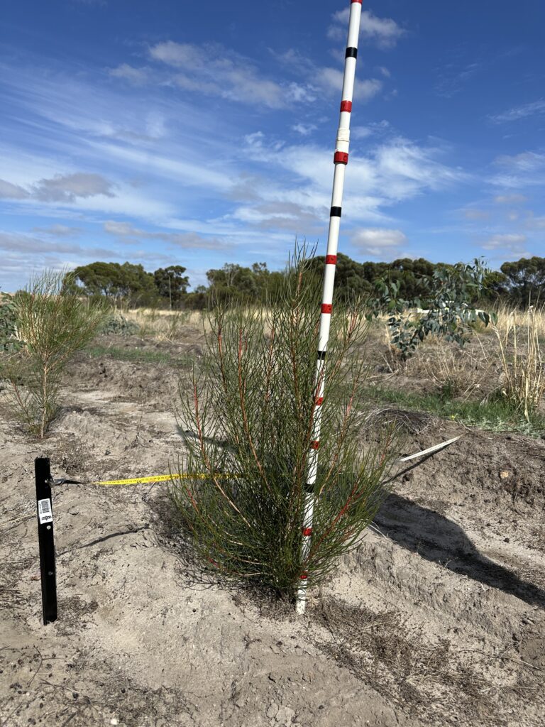 Tree with meausuring stick and plot marker 