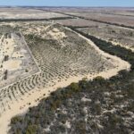 Aerial view of the trees in planting rows surrounded by remnant bushland.
