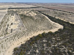 Aerial view of the trees in planting rows surrounded by remnant bushland.
