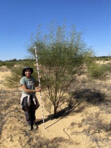 Woman holding measuring stick and standing next to tall tree.