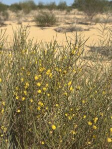 Flowering Acacia shrub.