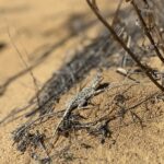 Small lizard on sand surrounded by sticks and branches.