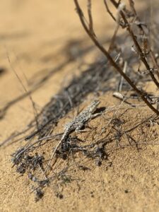 Small lizard on sand surrounded by sticks and branches.