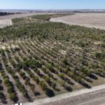 Aerial view of trees in planting rows. 