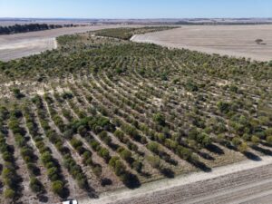 Aerial view of trees in planting rows. 