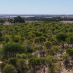 Aerial view of trees in planting rows. 