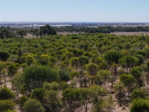 Aerial view of trees in planting rows. 