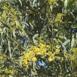 Close up of golden wattle blooming. 
