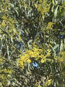 Close up of golden wattle blooming. 