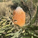 Close up of orange banksia flower