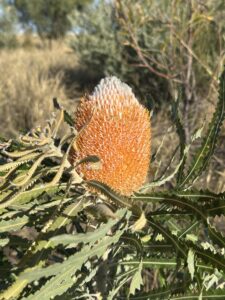 Close up of orange banksia flower