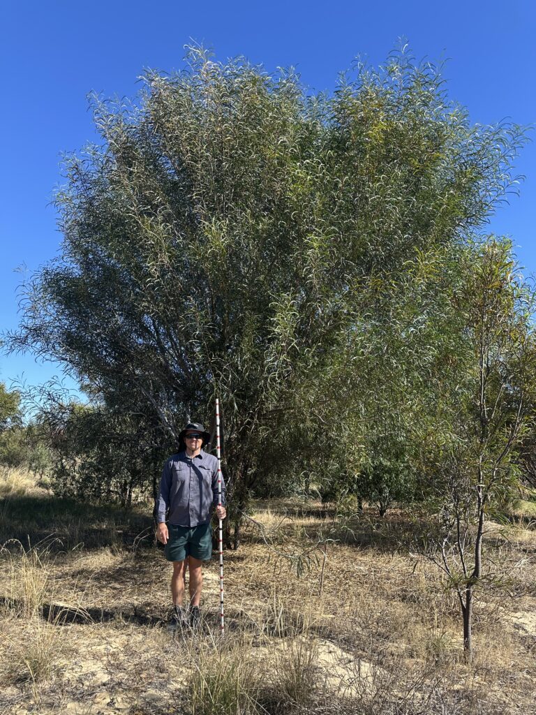 Man standing in front of a very tall tree.