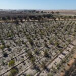 Aerial view of trees growing in planting rows.