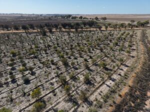 Aerial view of trees growing in planting rows.