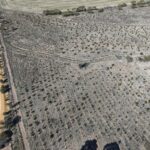 Aerial view of trees growing in planting rows.