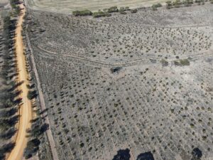 Aerial view of trees growing in planting rows.