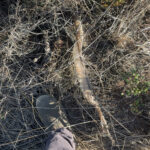 Image of a person's boot standing next to a snakeskin.