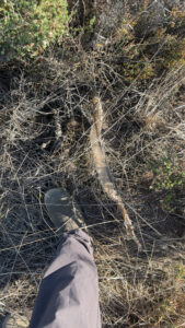 Image of a person's boot standing next to a snakeskin.