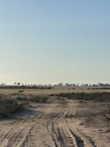 Dirt road with kangaroos in the distance.