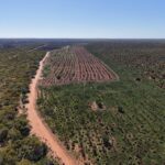Aerial view of planting rows next to remnant bushland.