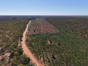 Aerial view of planting rows next to remnant bushland.