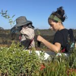 Two woman picking up seedlings and placing them in their seedling buckets.
