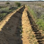 View down a planting row with planted seedlings.