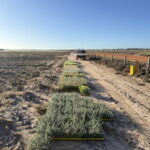 Seedling trays laid out by species along side of road.