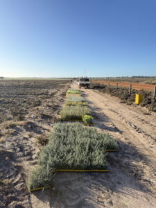 Seedling trays laid out by species along side of road.
