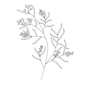 Acacia Illustration