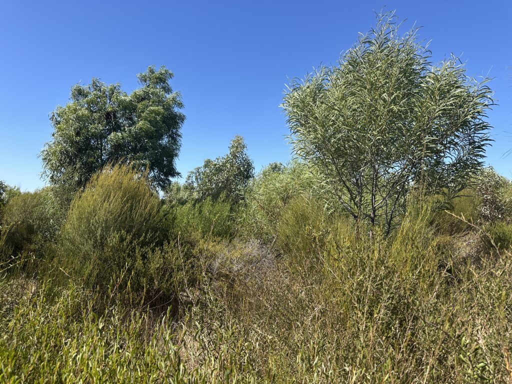 The tall foliage observed during monitoring. 