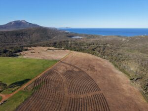 Aerial view of planting rows with mountain, beach, and remnant bushland in background.