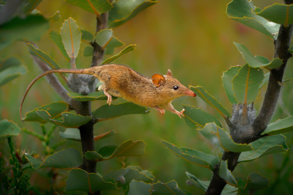 Honey Possum or noolbenger Tarsipes rostratus tiny marsupial feeds on the nectar and pollen of yellow bloom, important pollinator for Banksia attenuata and coccinea and Adenanthos cuneatus